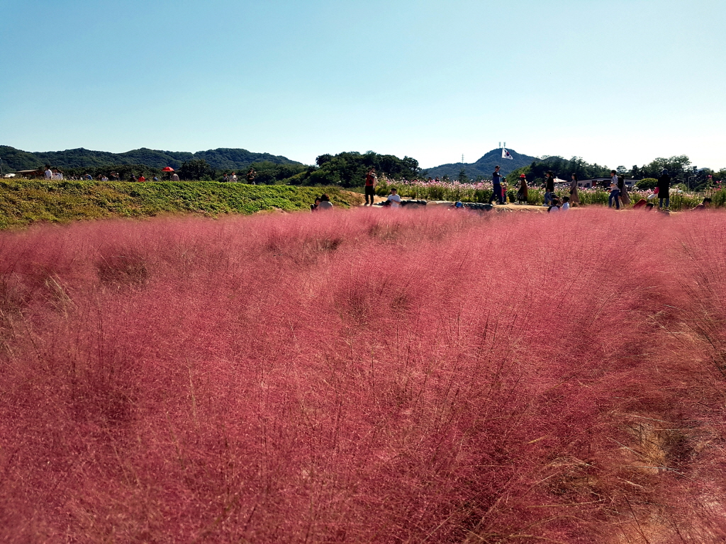 양주 나리공원 핑크뮬리