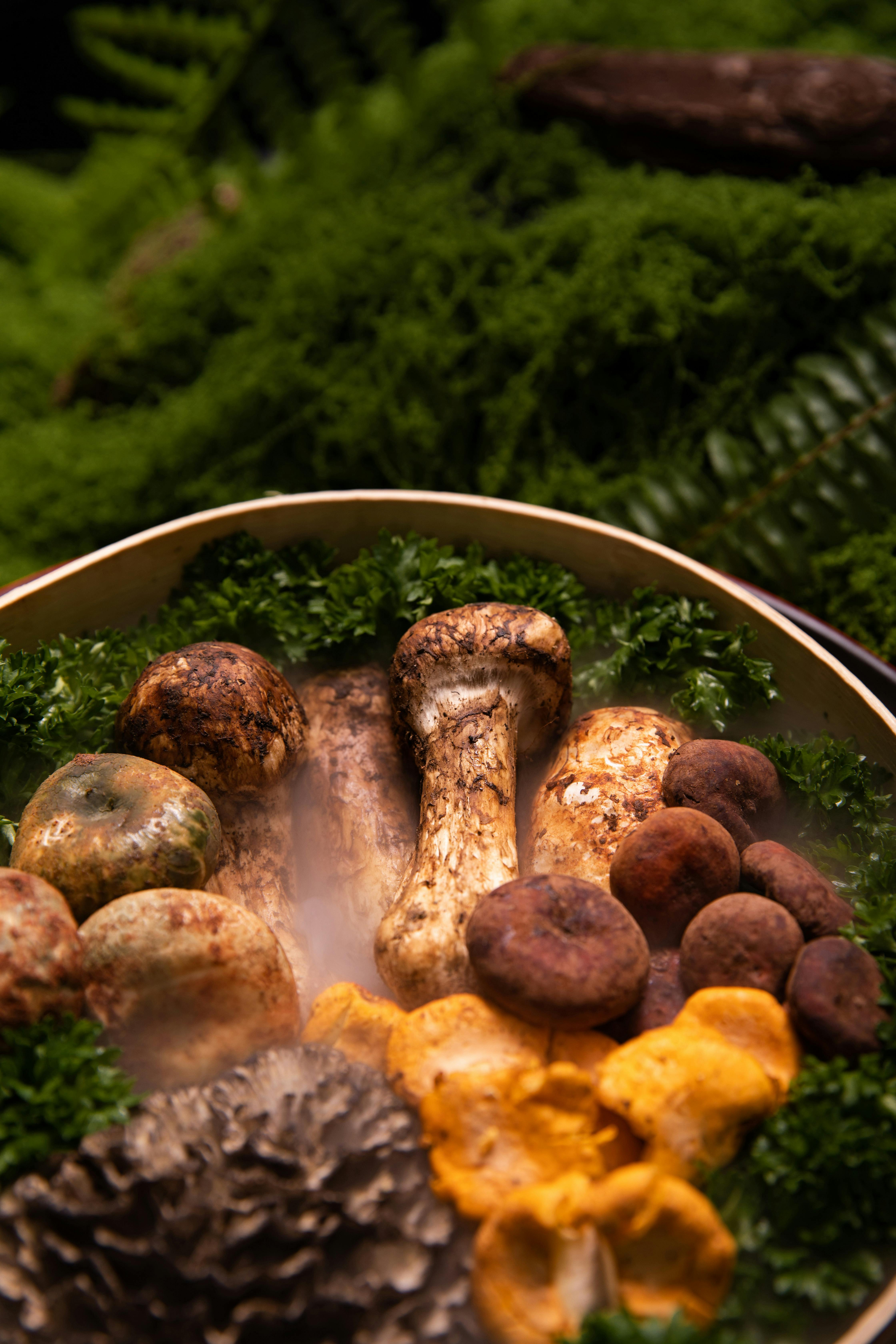 송이버섯은 금값