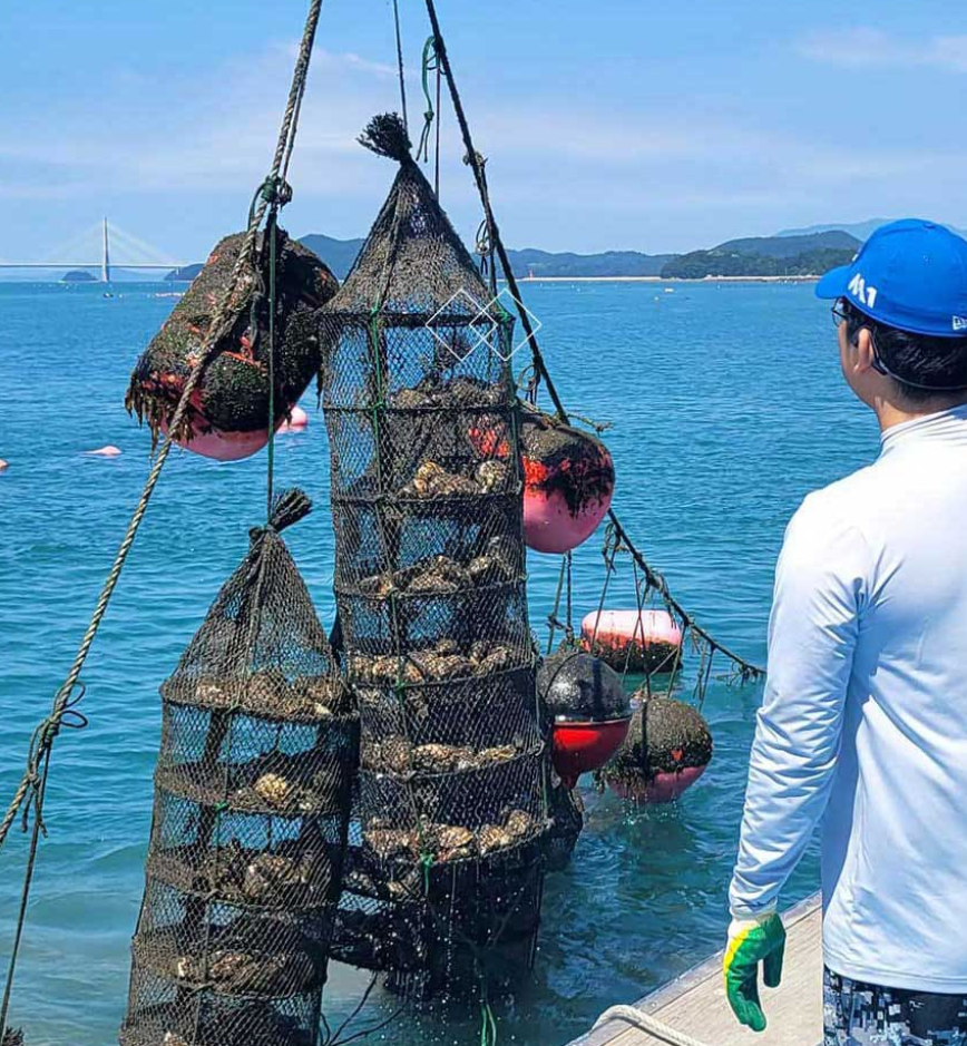 삼배채굴, 굴, 굴 요리, 굴 레시피, 고향사랑기부제, 위기브, 답례품, 굴전, 굴떡국