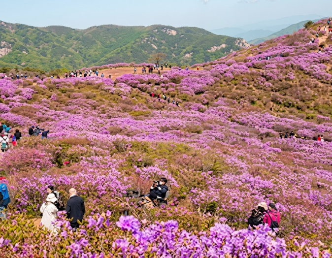철쭉 명소 봄꽃 여행